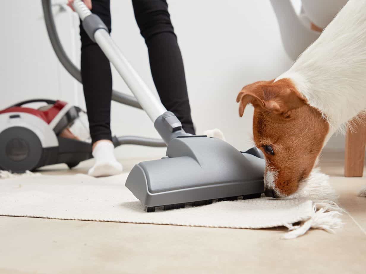 An Ultimate Guide to the 7 Best Shark Vacuums for Pet Hair in 2026