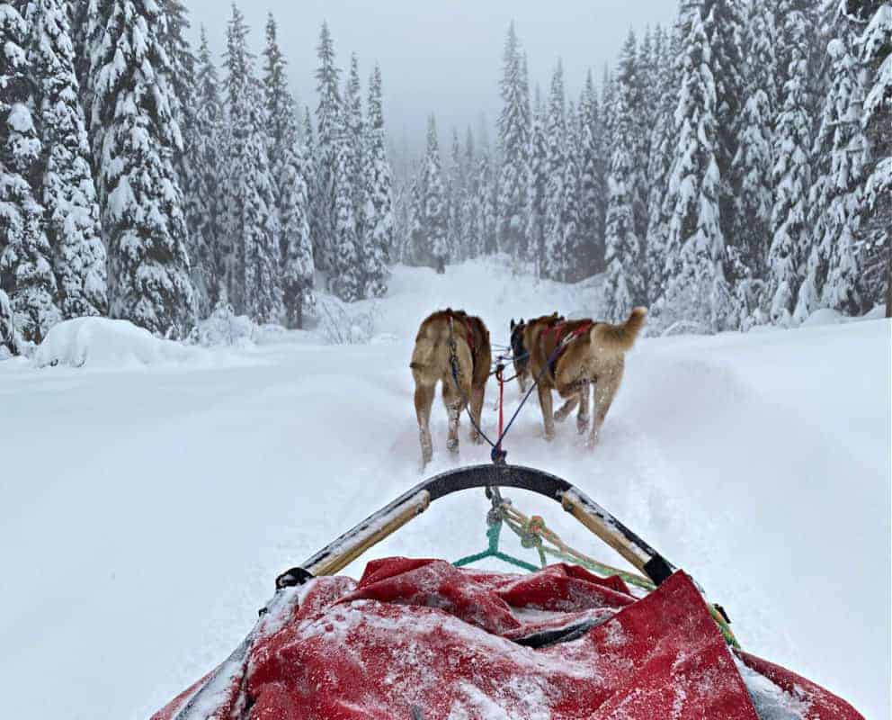 sun peaks dog sledding