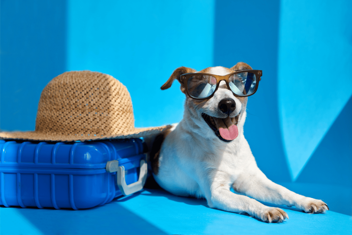 The Best Pet-friendly Hotels in Each State in the US