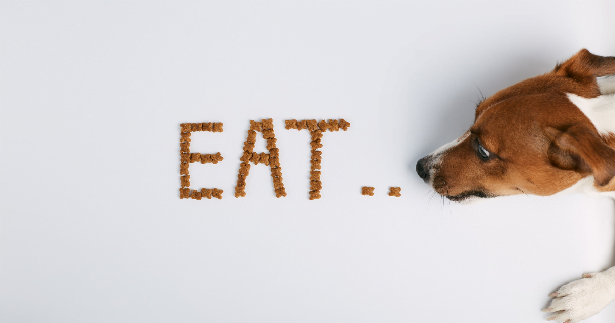 foods that are poisonous to dogs