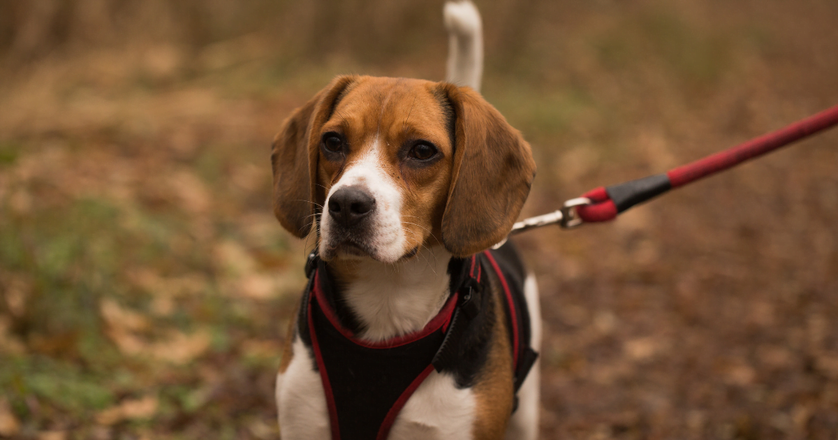 7 Best Dog Harness of 2026 for Every Budget – Expert Guide