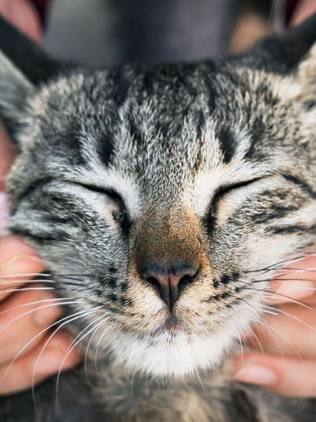 Cat worms? 5 Easy Steps to the Keep House Clean!