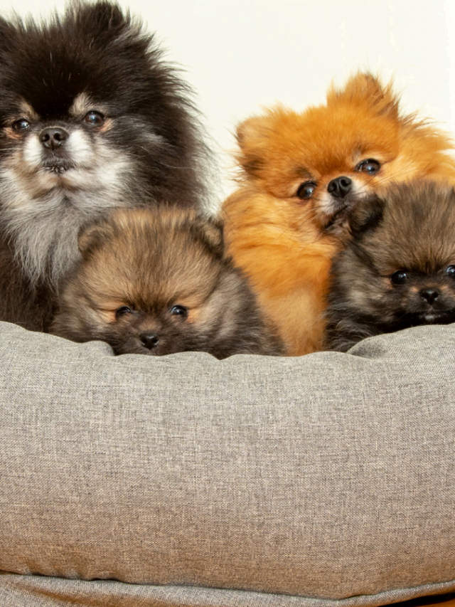 5 Best Calming Dog Beds in 2023