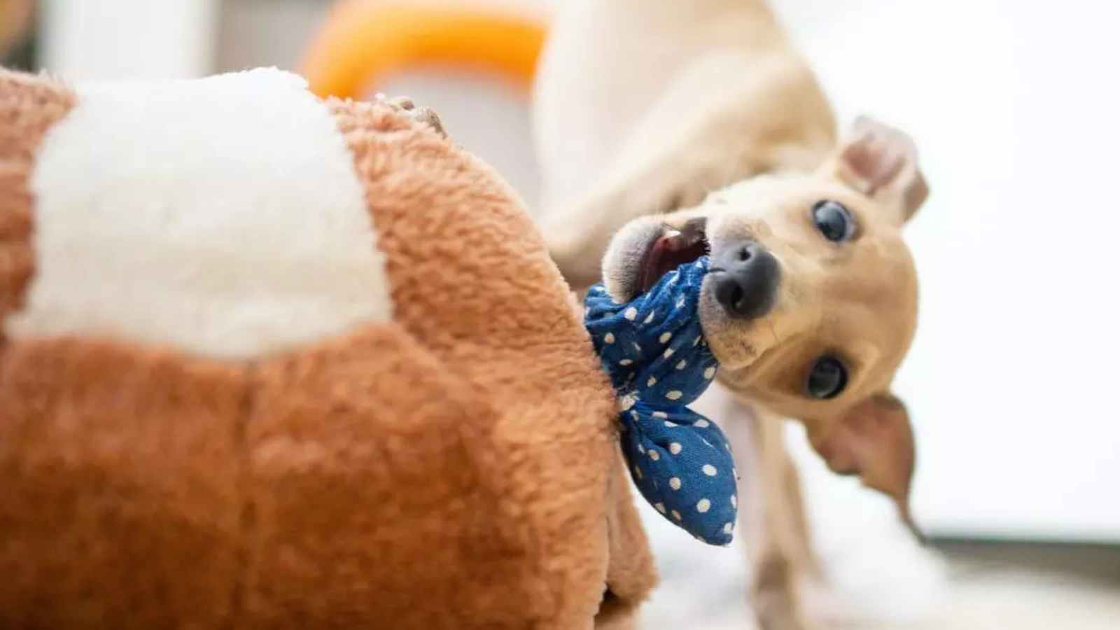 15 Tips for Surviving Road Trips With a Dog
