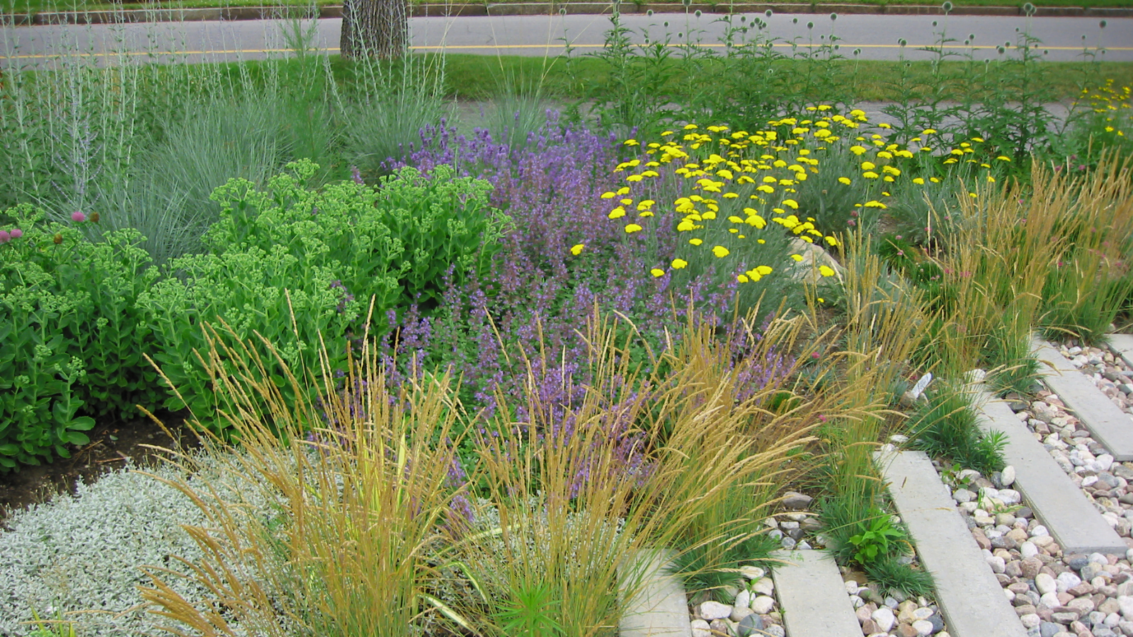 xeriscaping on backyard
