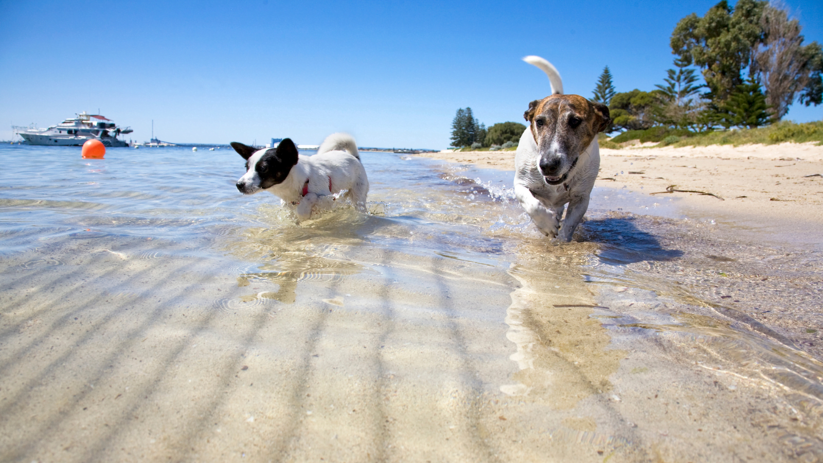 15 Tips for Surviving Road Trips With a Dog