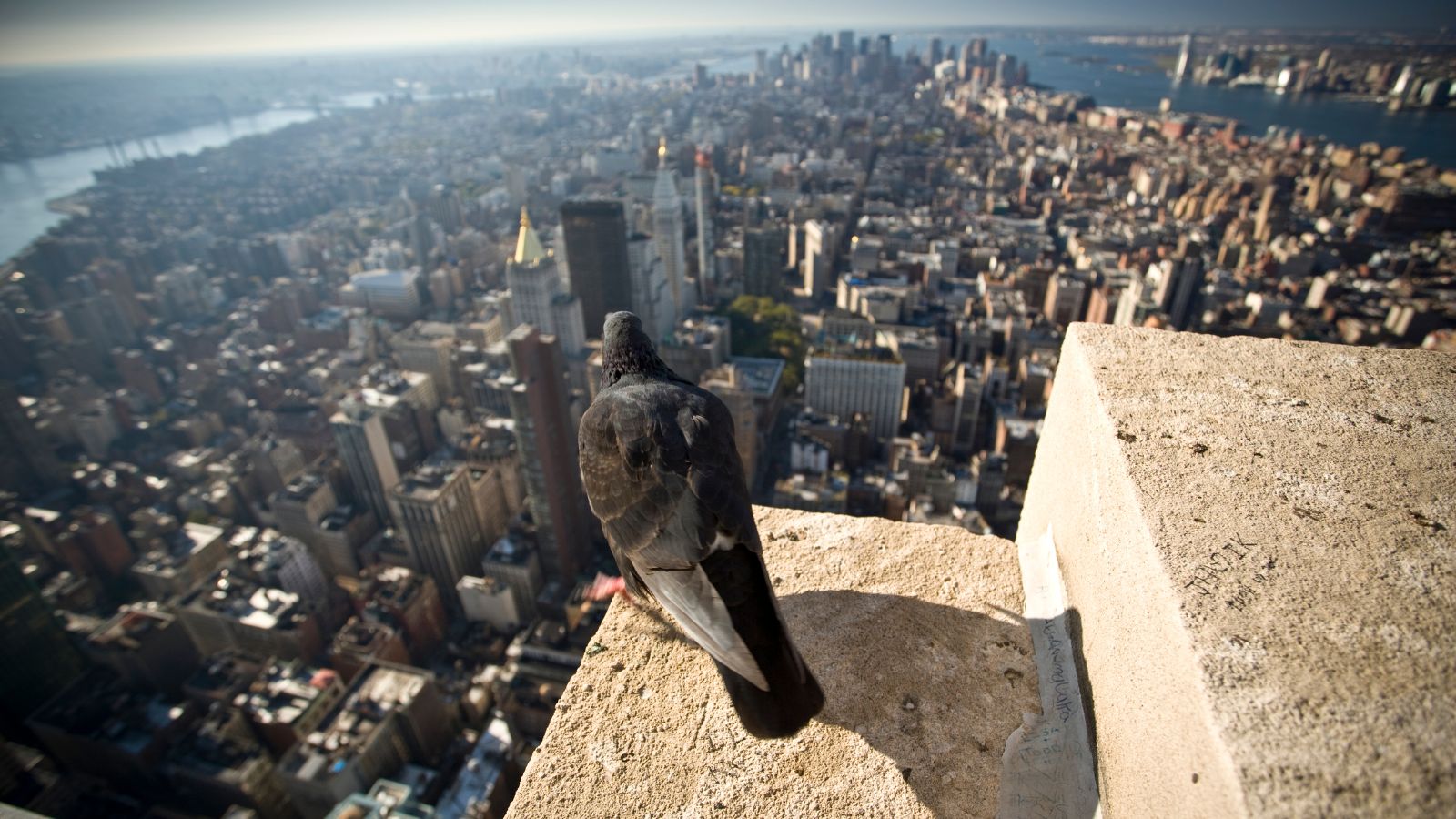 Bird eye Manhattan