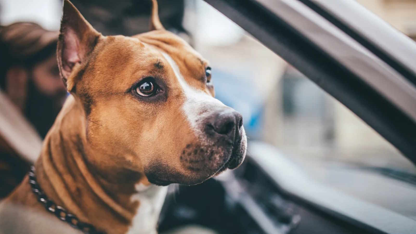 Brown Dog