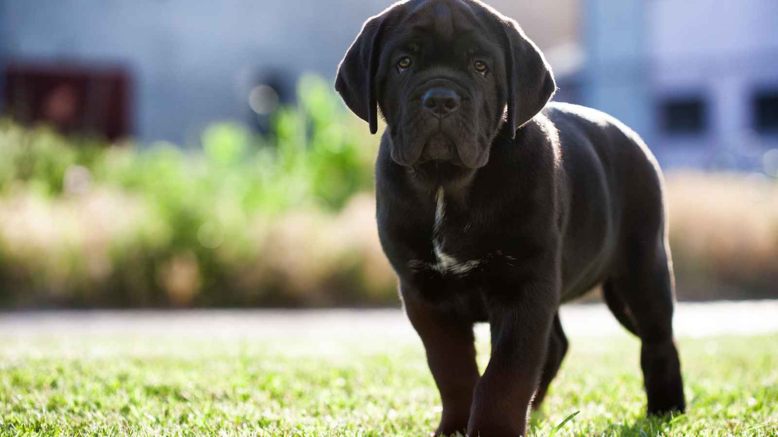 The Top 20 Dog Breeds That Will Strike Fear into Your Bones
