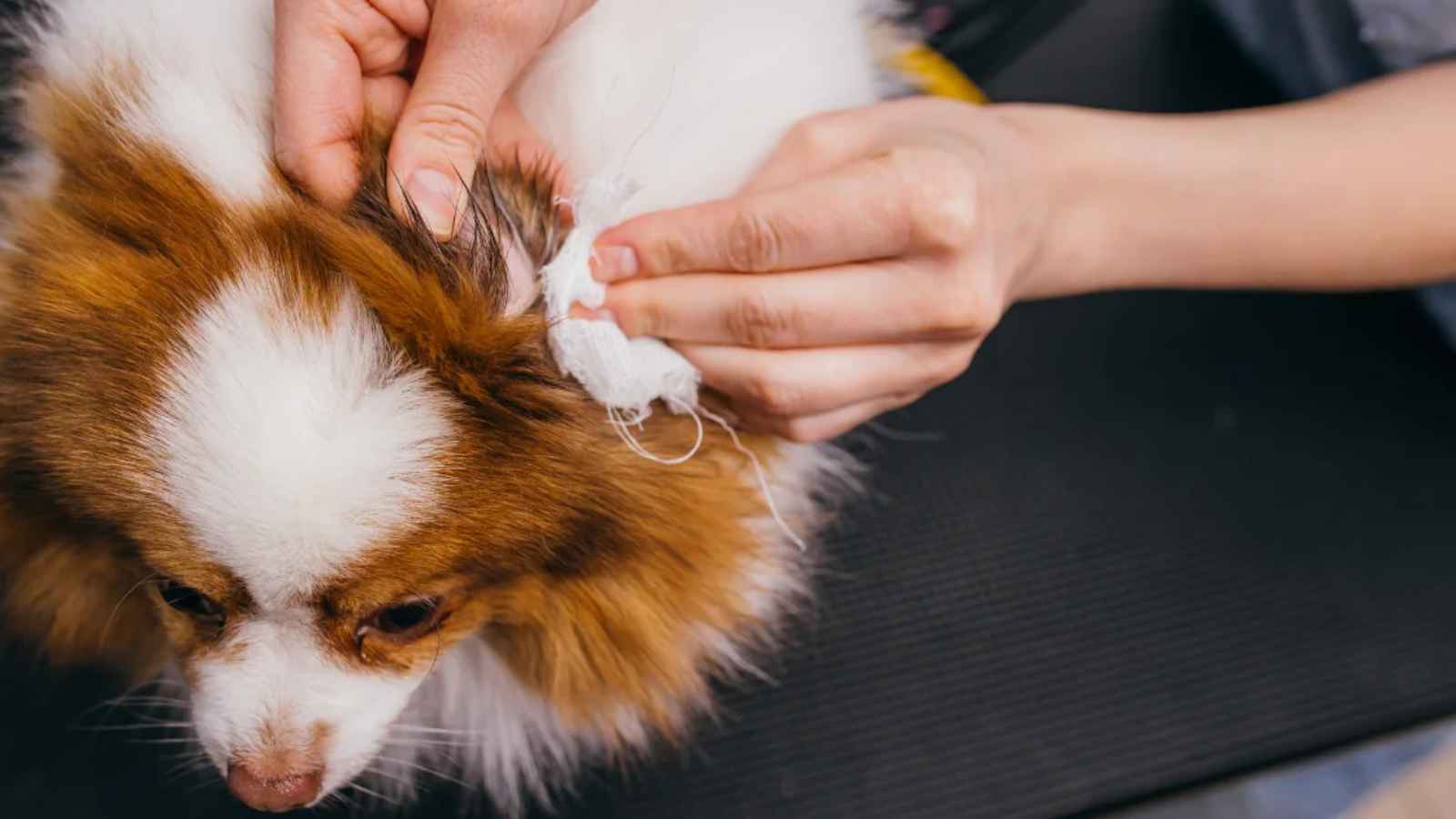 Cleaning Dog Ear
