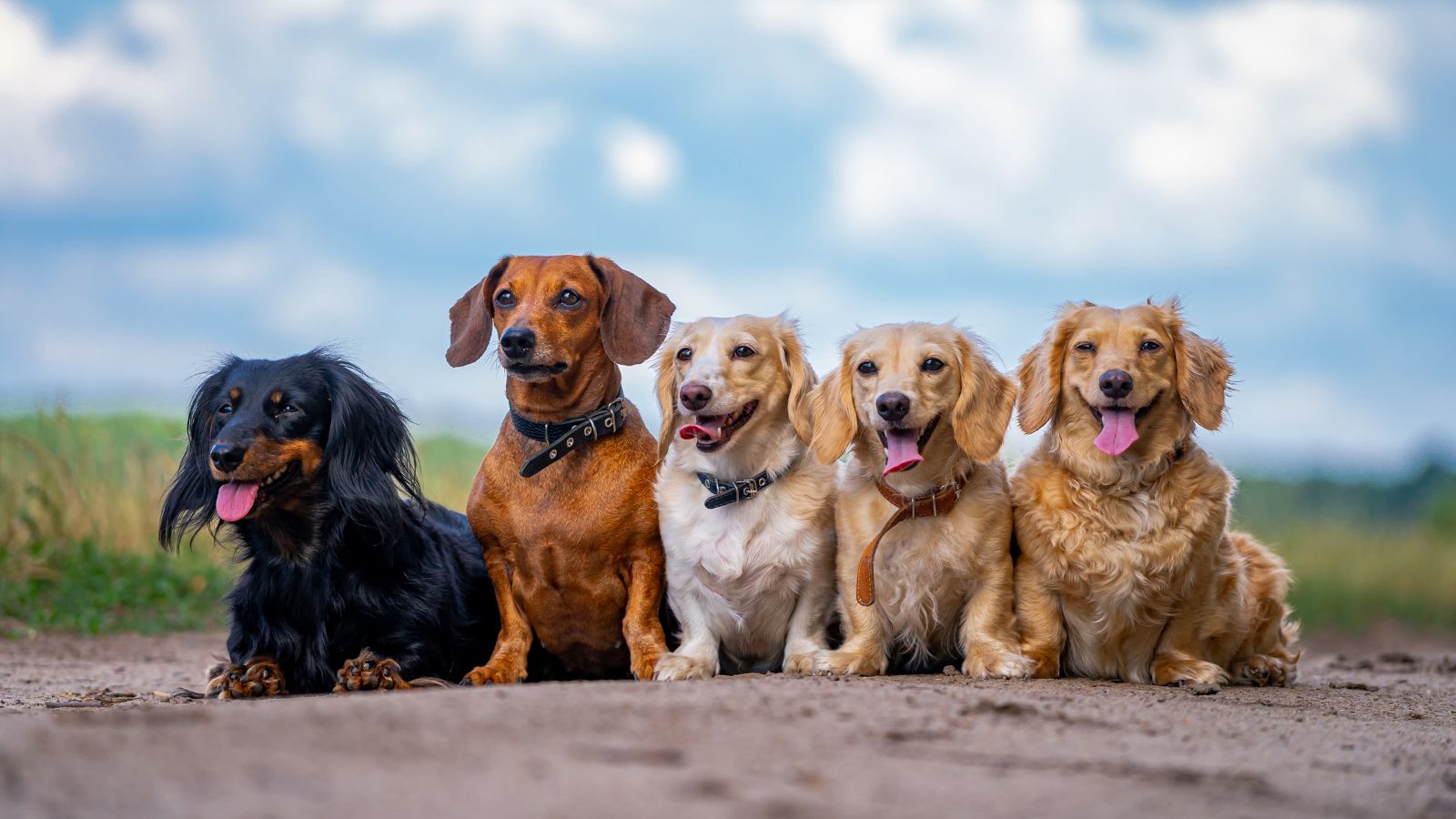 10 Best Dog Breeds That Make Excellent Best Friends