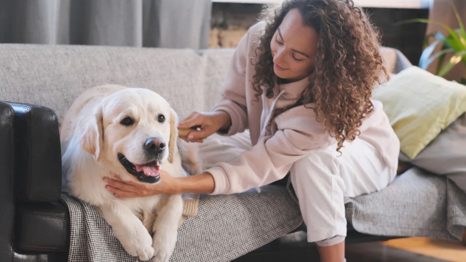 Dog Care