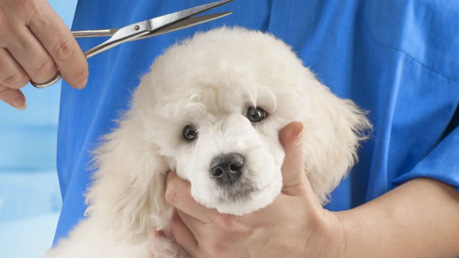 Dog Grooming (1)