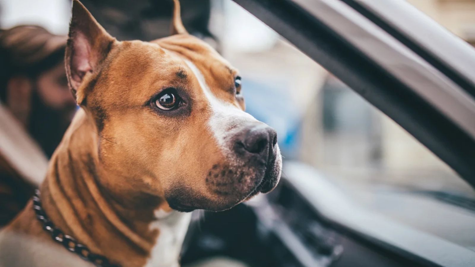 15 Tips for Surviving Road Trips With a Dog