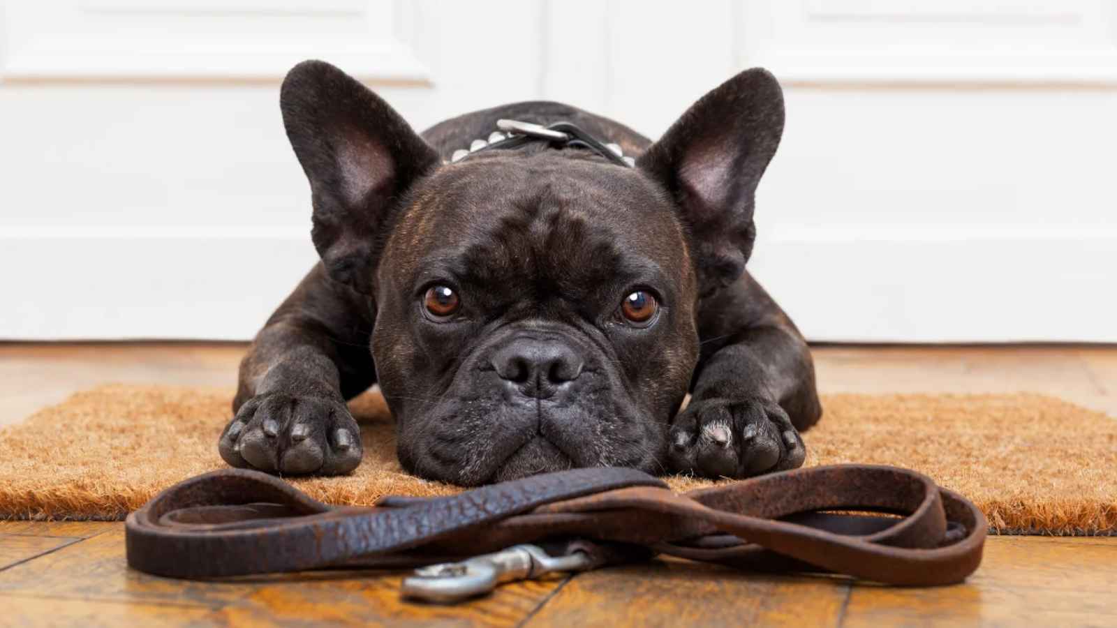 Home Dog Training