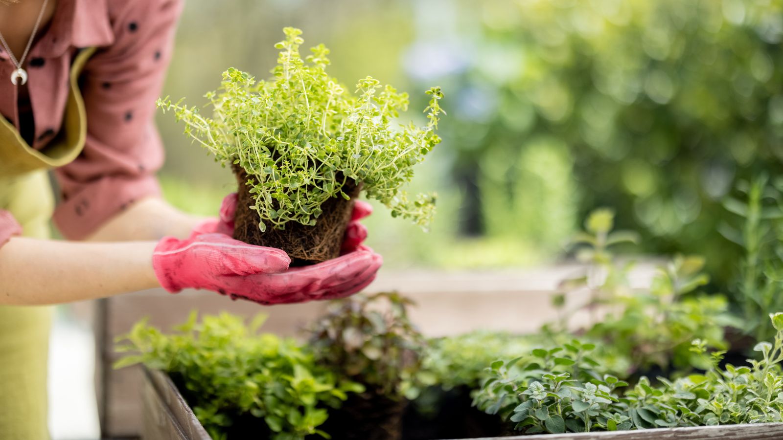 Home Garden