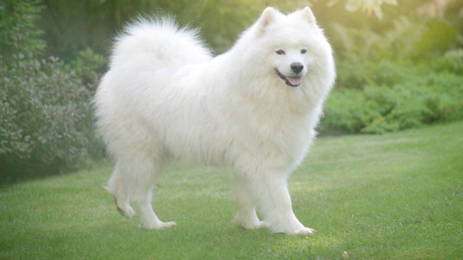 Popular dog breeds the average person should avoid