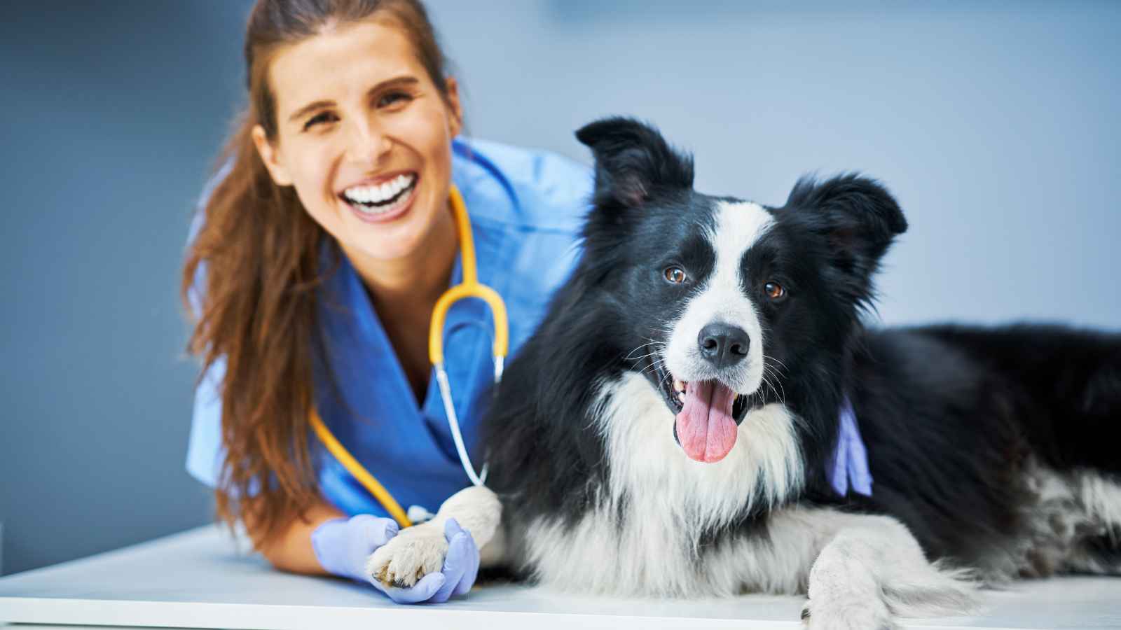 15 Tips for Surviving Road Trips With a Dog
