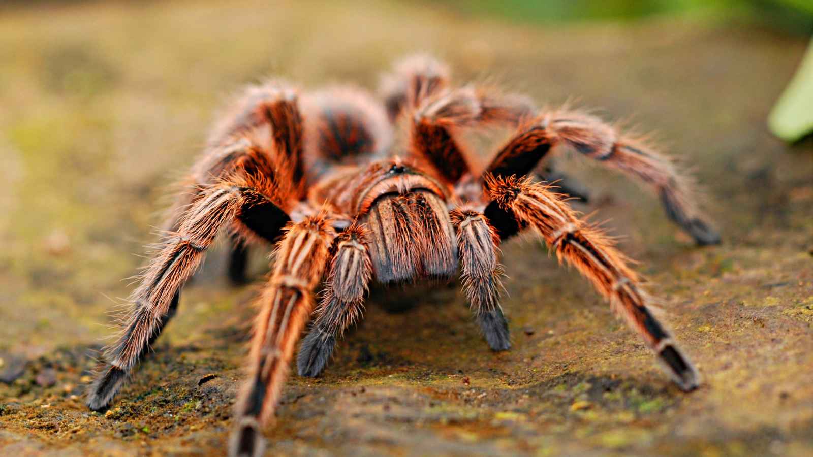 15 Misconceptions About Animals Perpetuated by Pop Culture