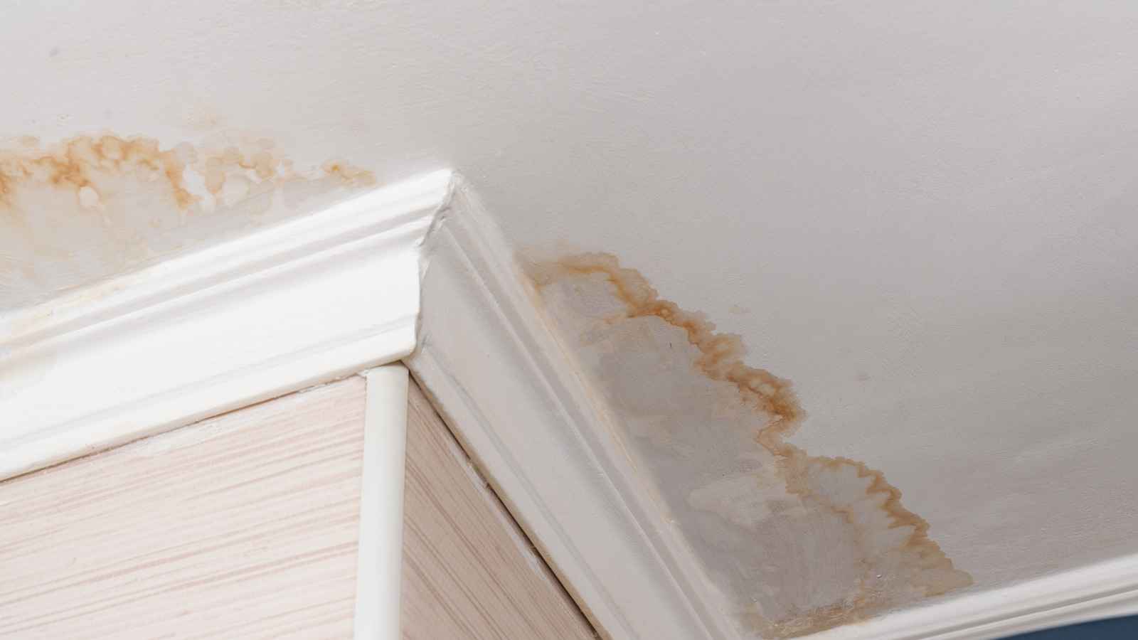 10 Unexpected Reasons Your House Smells Musty