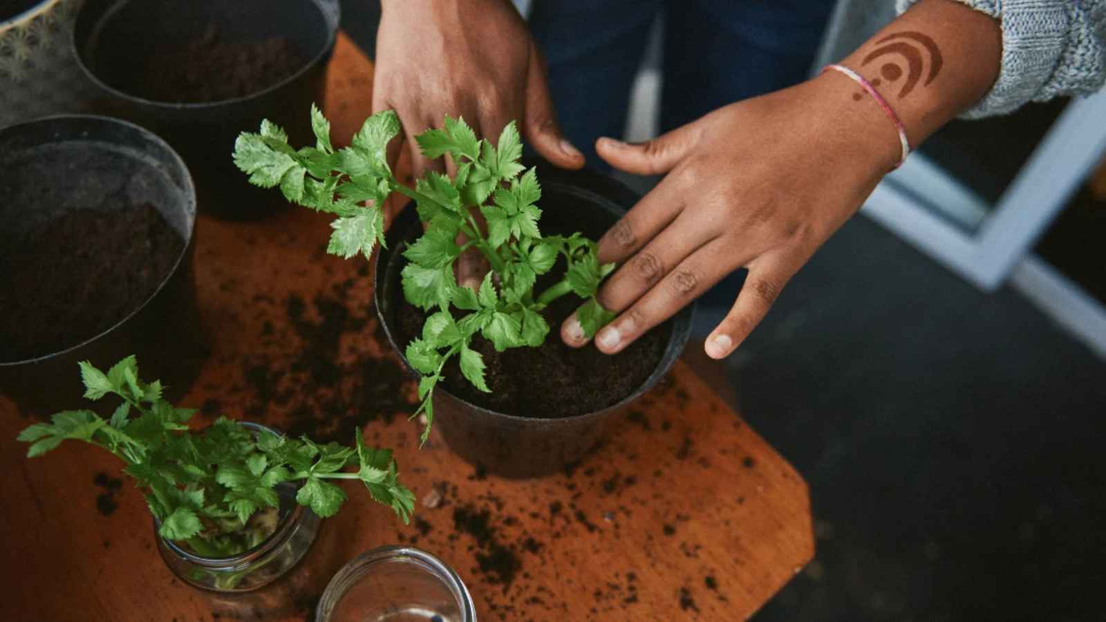 hand holding a plant in a pot