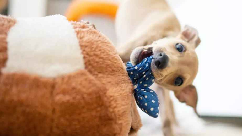 10 things to know as a first-time foster pet parent