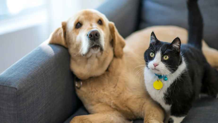 12 Affordable Pet Essentials Every Pet Parent Needs