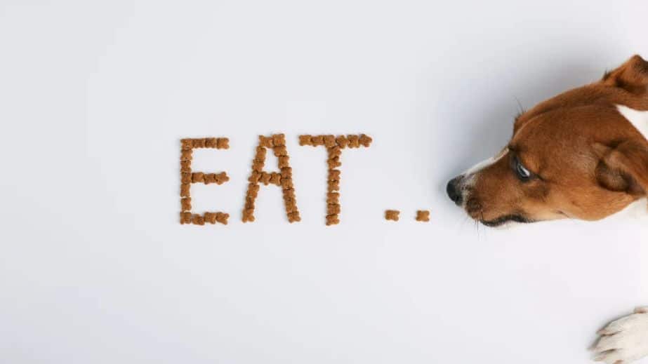 29 Foods That Are Poisonous to Dogs