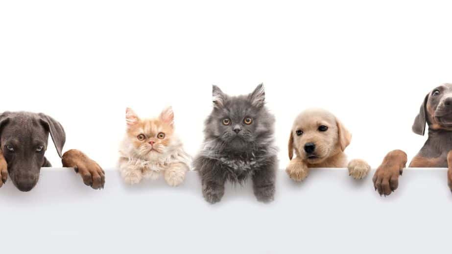 7 Best Pet Gates of 2023