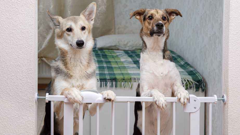 7 Best Pet Gates of 2023