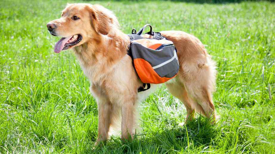 15 Tips for Surviving Road Trips With a Dog