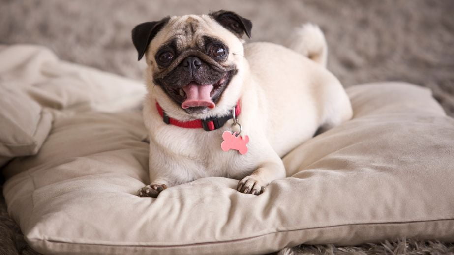 best dogs for families to adopt