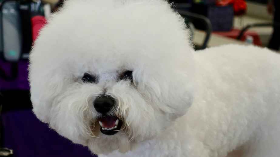 18 Velcro Dog Breeds That Are Incredibly Loyal and Affectionate