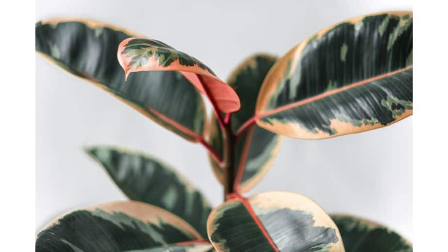 15 Indoor Plants You Should Never Bring Into Your Home