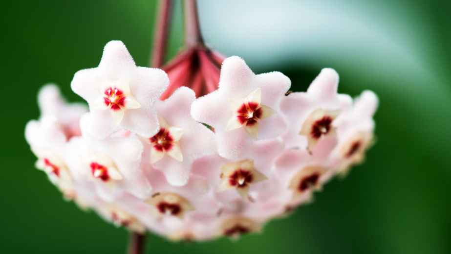 8 Cat-Safe Plants for a Cat-Friendly Home