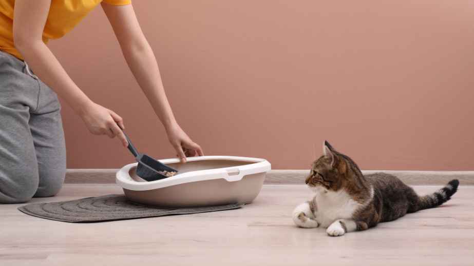 10 Pet Owners Are Sharing Hilarious Conflicts They Have With Them