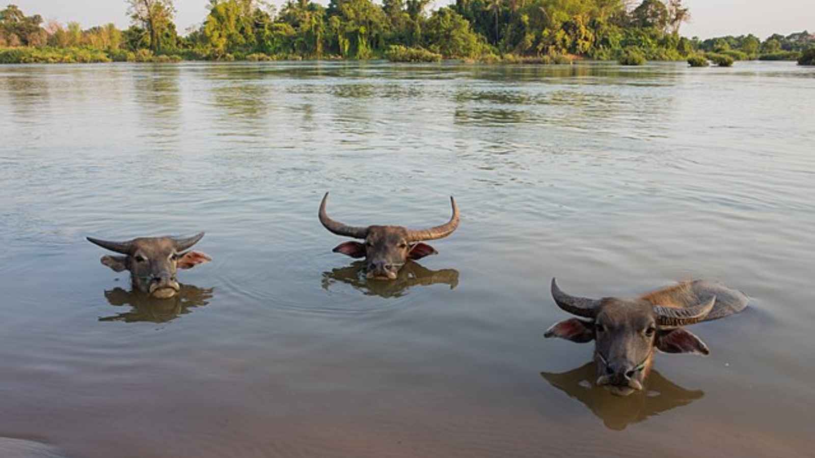 Top 10 Deadliest Rivers in the World