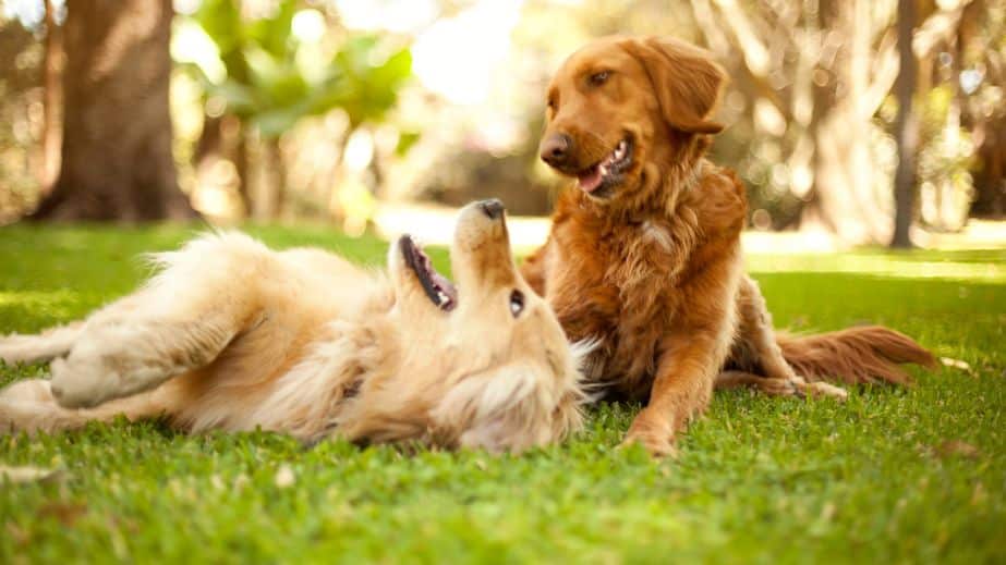 15 Tips for Surviving Road Trips With a Dog