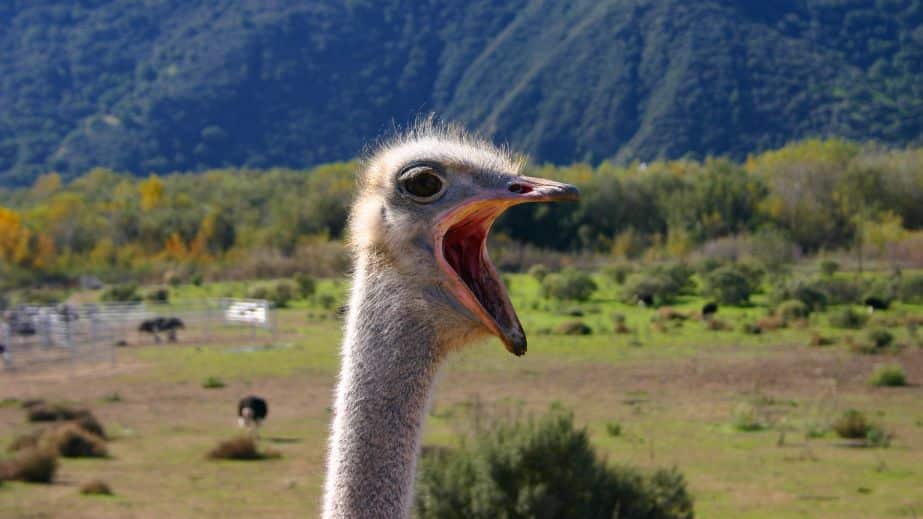 20 Odd American Traditions That Confuse the Rest of the World