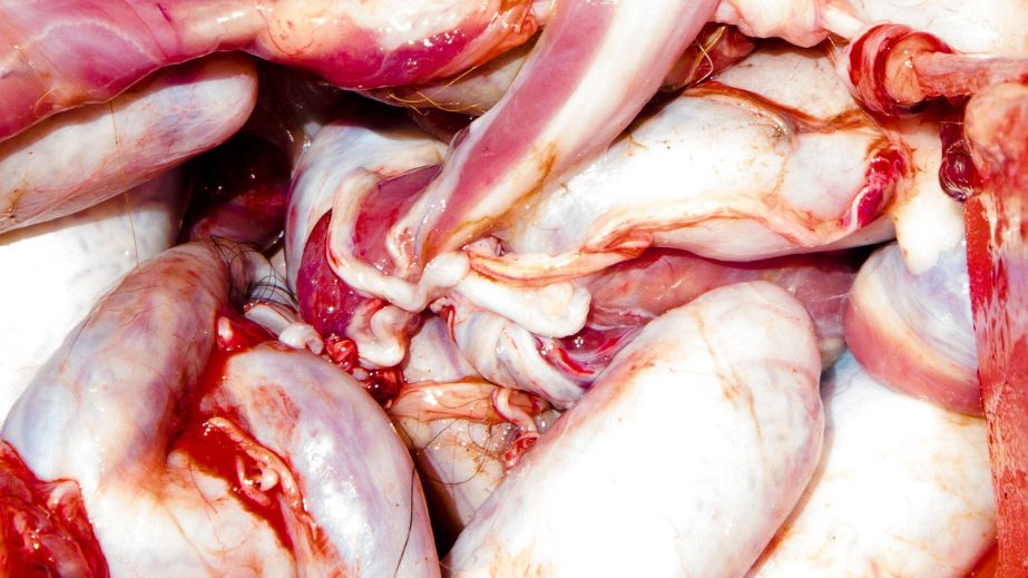 36 The Weirdest and Most Unconventional Delicacies in the U.S