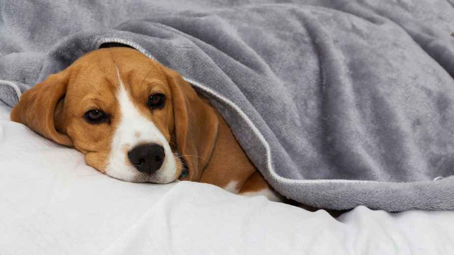 10 Pet Owners Are Sharing Hilarious Conflicts They Have With Them
