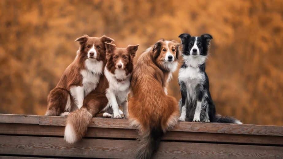 States in the US With The Most Spoiled Dogs in 2022