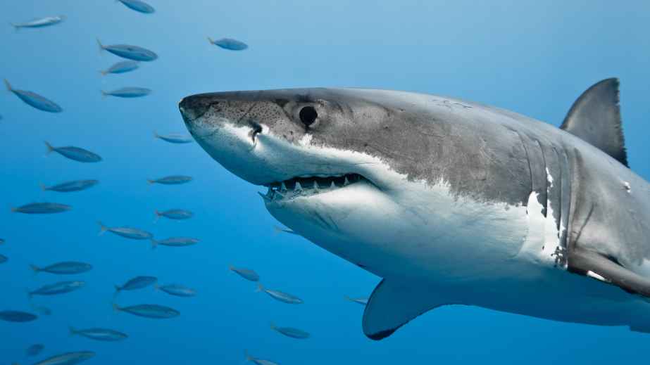 15 Misconceptions About Animals Perpetuated by Pop Culture