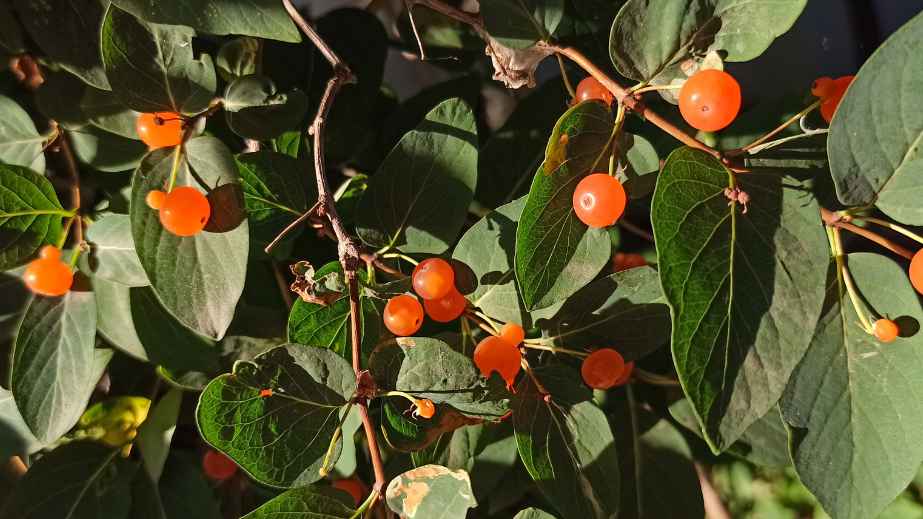 8 Cat-Safe Plants for a Cat-Friendly Home