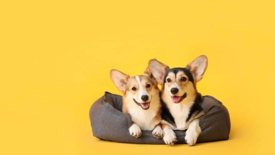 The 13 Best Calming Dog Beds of 2023