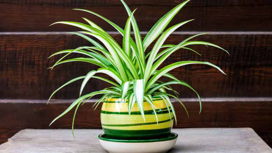 8 Cat-Safe Plants for a Cat-Friendly Home