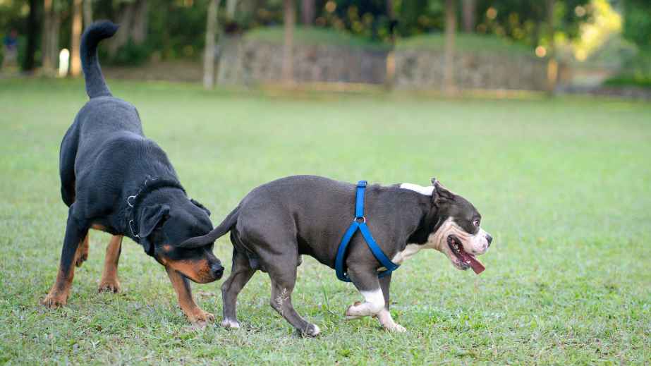 10 Pet Owners Are Sharing Hilarious Conflicts They Have With Them