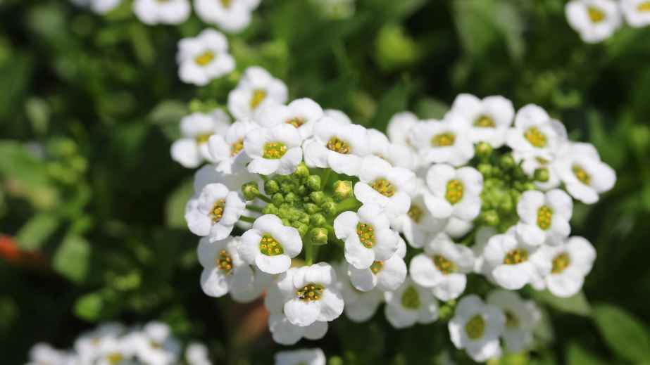 8 Cat-Safe Plants for a Cat-Friendly Home