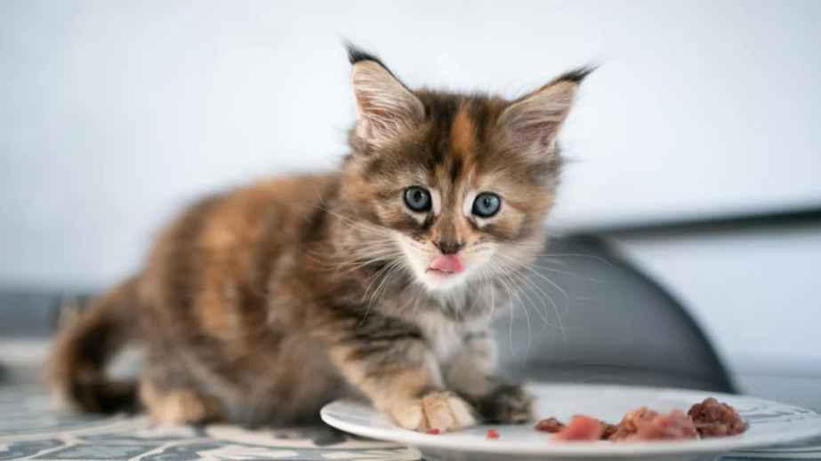cat food