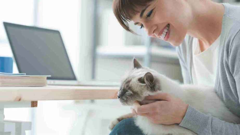 cat pet